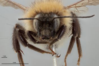 Media type: image;   Entomology 810770 Aspect: head frontal view